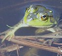 frog