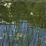 boneset 3