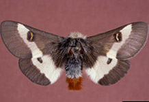 buckmoth 2
