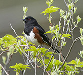 towhee 2