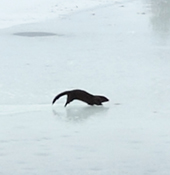 otter 2