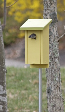 birdbox0